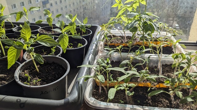 Zu sehen ist ein Fenster von innen. Auf dem Fensterbrett stehen vor gezogene Tomaten-, Paprika-, Gurken- und Schlangenhaargurken Pflanzen. 
